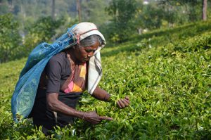 Sri Lankaanse vrouw op theeplantage