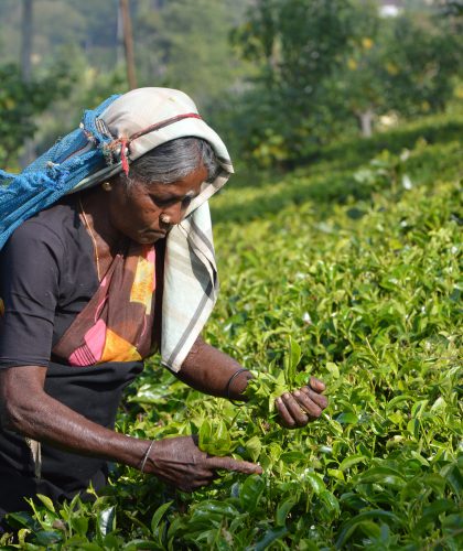 Sri Lankaanse vrouw op theeplantage