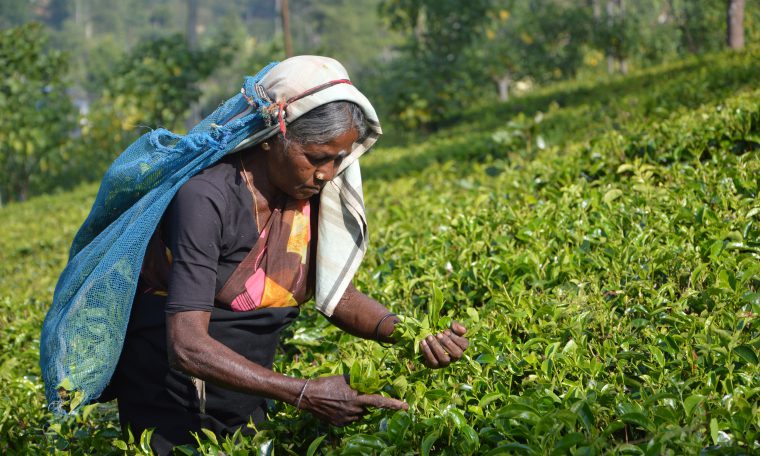 Sri Lankaanse vrouw op theeplantage