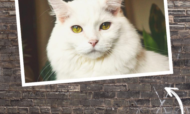 afbeelding column tolk lotteke bakstenen achtergrond met foto van een kat